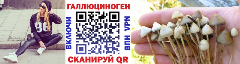 Галлюциногенные грибы Cubensis  закладки  Новоалтайск 
